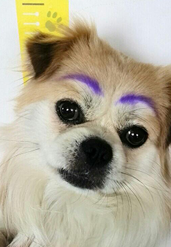 ʶ㶯ͼƬز
