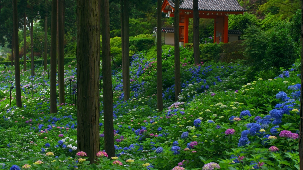 美丽的紫阳花桌面壁纸下载 唯一图库