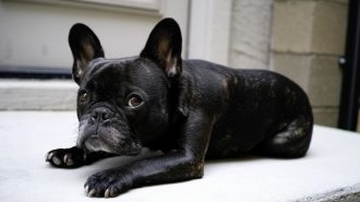 丑萌法国斗牛犬