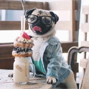 ȵС˸pug