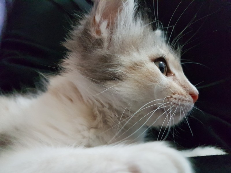 不同种类的可爱小猫咪高清脸部特写图片