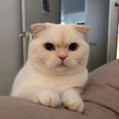 粉色萌宠猫咪超可爱的动物头像大全