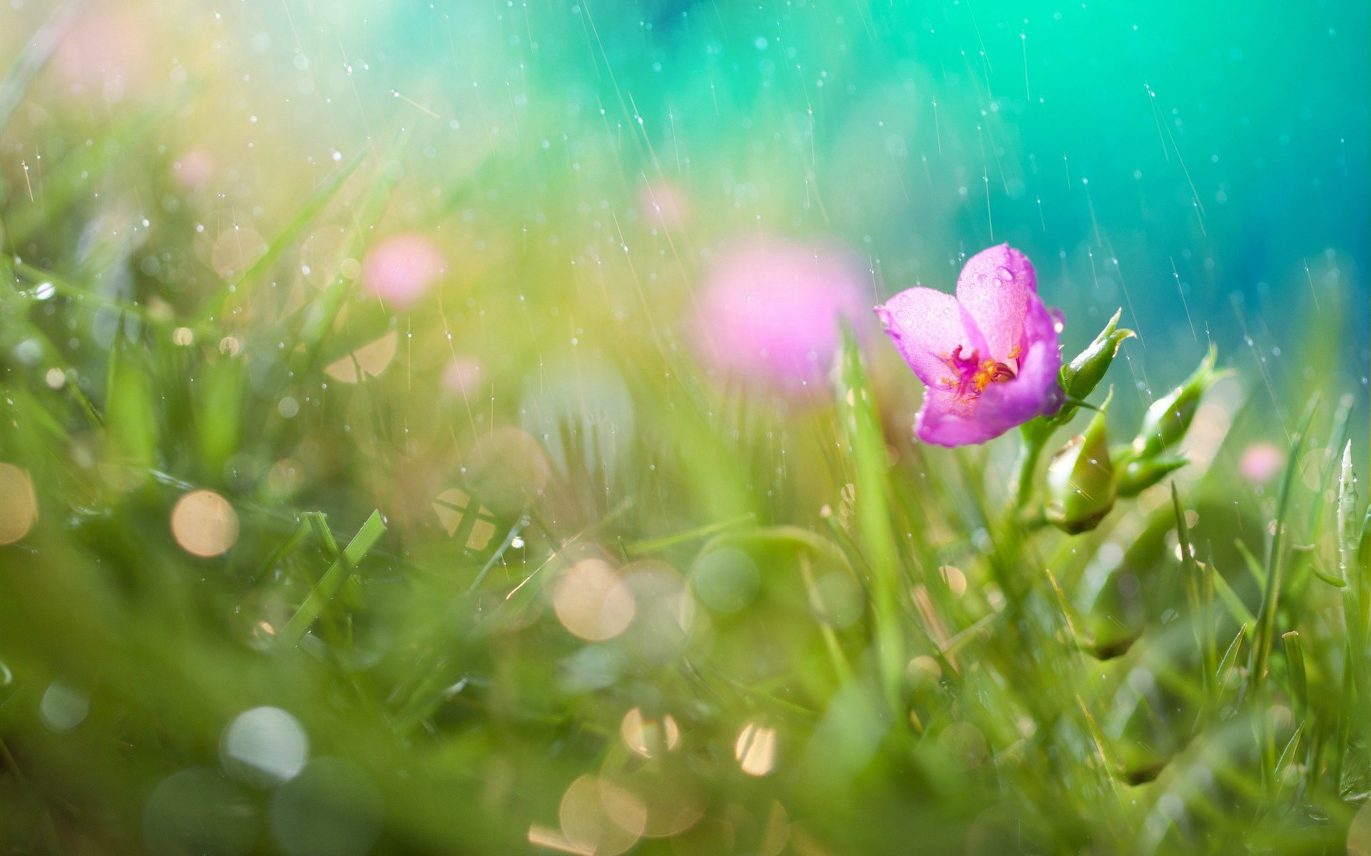 春天的雨景唯美意境壁纸 唯一图库